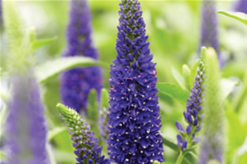 Siberian Speedwell
