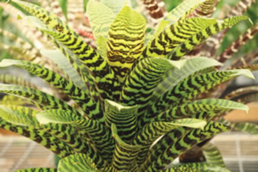 Vriesea Bromeliad 'Hieroglyphics'