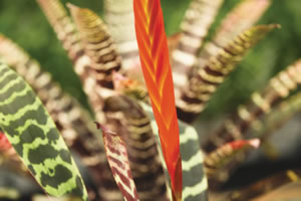 Vriesea Bromeliad Splendriet 'Flaming Sword'