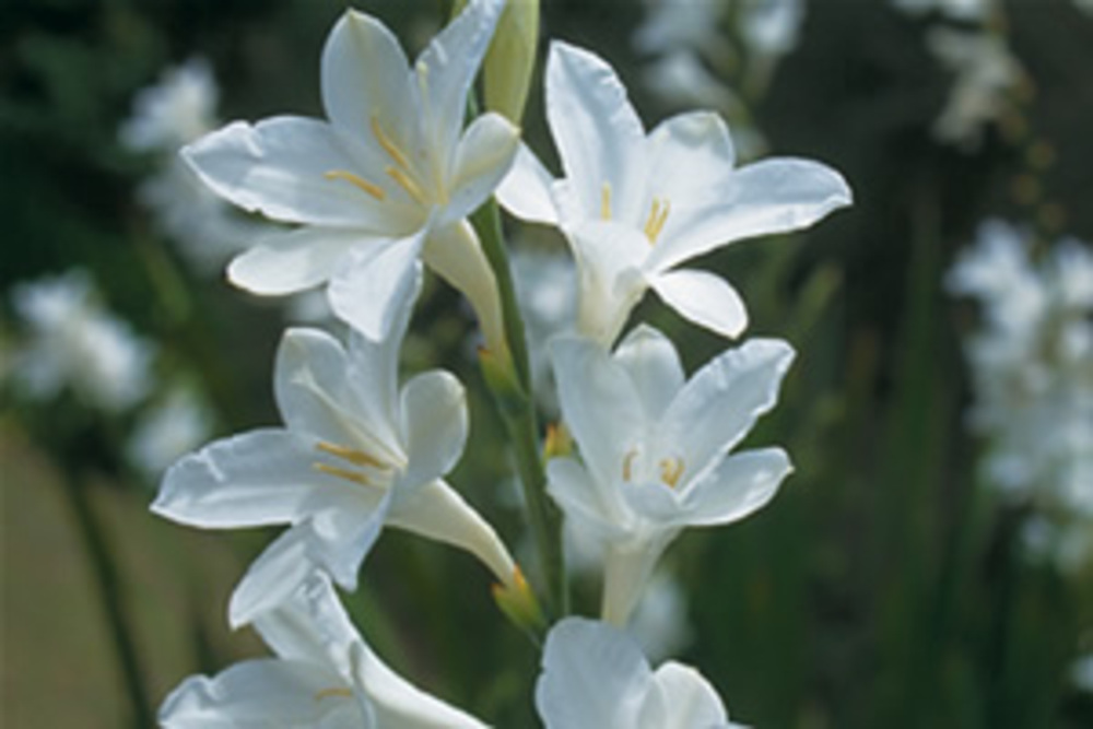 Watsonia Ivory Towers