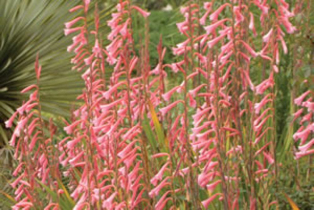 Watsonia Wedding Bells