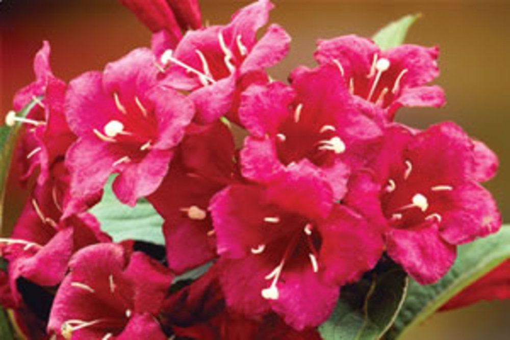 Weigela Eva Rathke