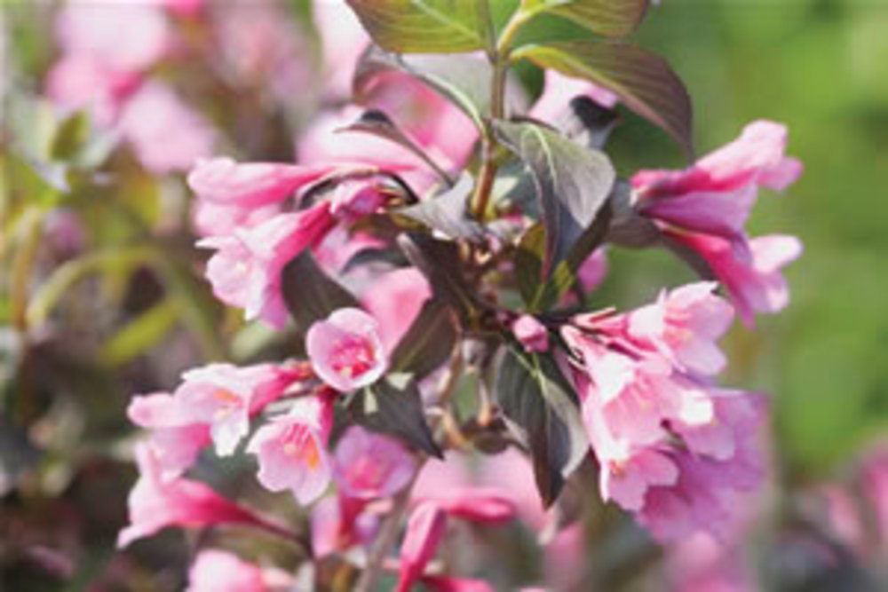 Weigela Foliis Purpureis