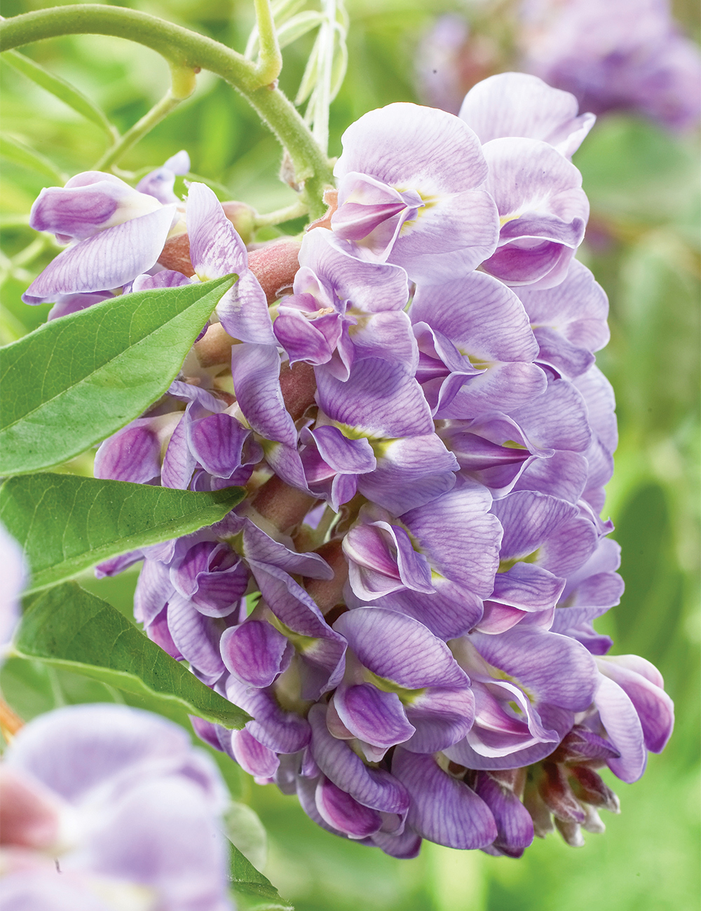 Wisteria 'Amethyst Falls'