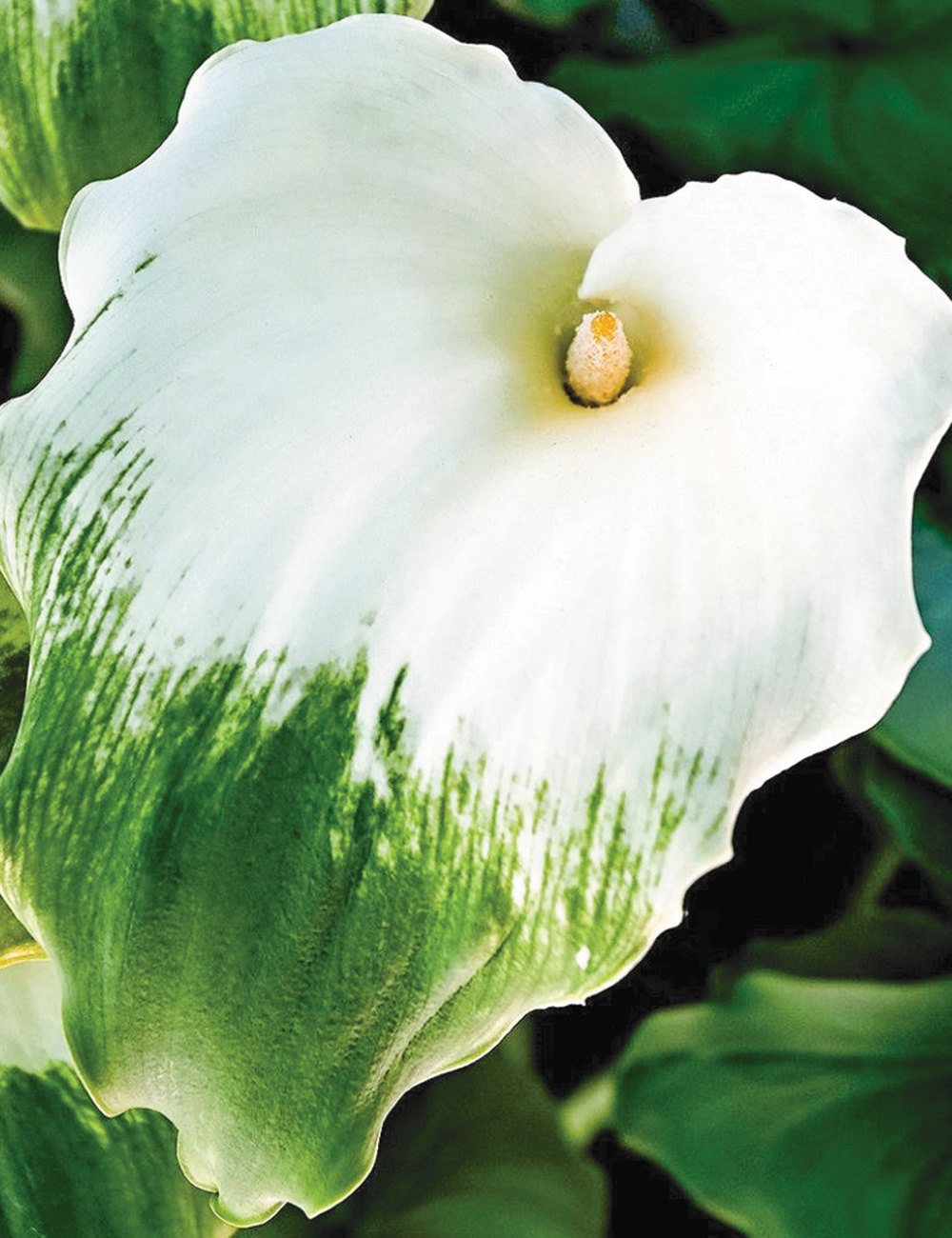 BULK BUY Arum Lily Green Point