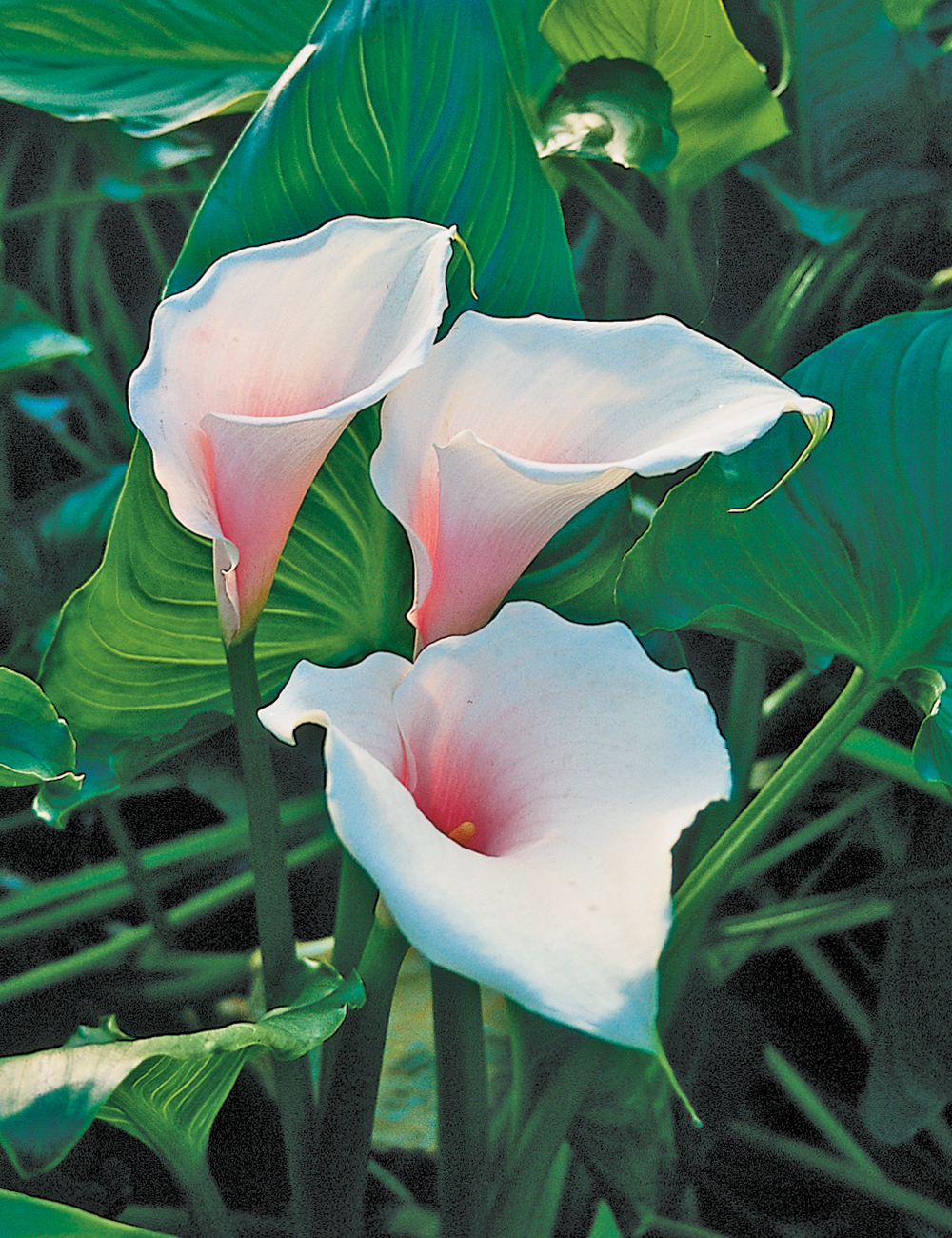Arum Lily Pink Mist