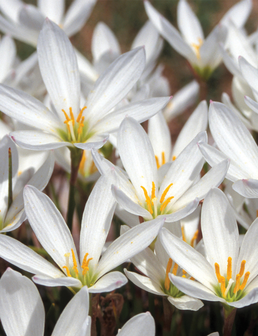 White Rain Lily