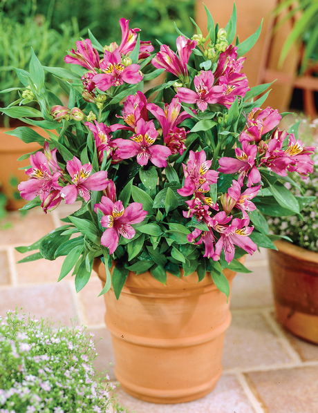 Limited Edition - Tesselaar