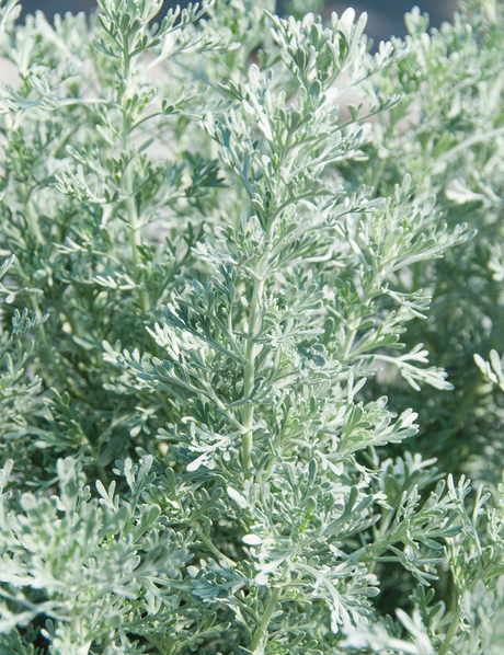 Artemisia ‘Parfum d’ Ethiopia’ - Tesselaar
