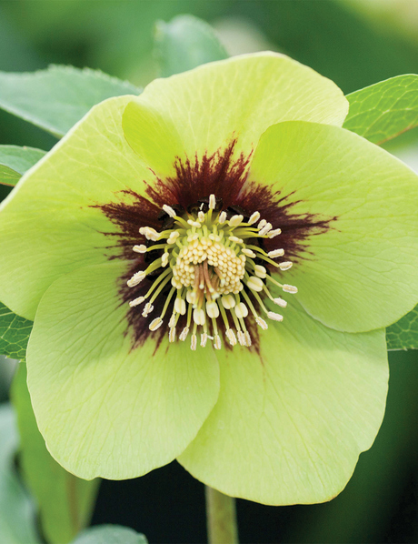 Hellebore Winter Roses - Tesselaar