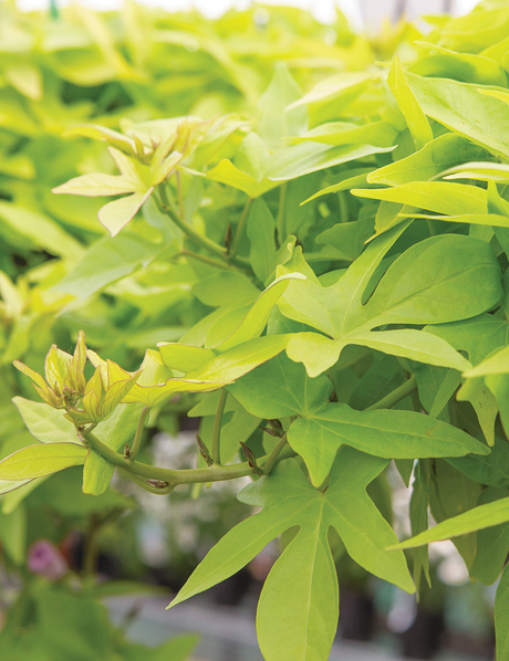 Ipomoea ‘Lime’ - Tesselaar
