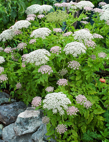 Giant Madeira Black Parsley - Tesselaar