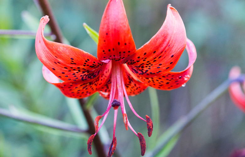 Lily Lovers - The Ultimate Guide to Growing Lilies