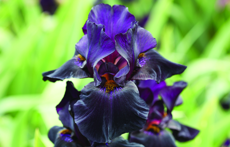 (Video) Digging and Dividing Bearded Iris