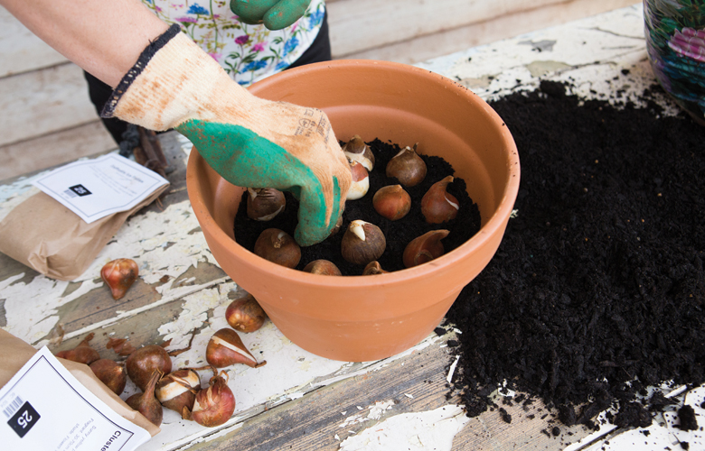 Top Ten Tips on How to Plant your Spring Bulbs in Pots