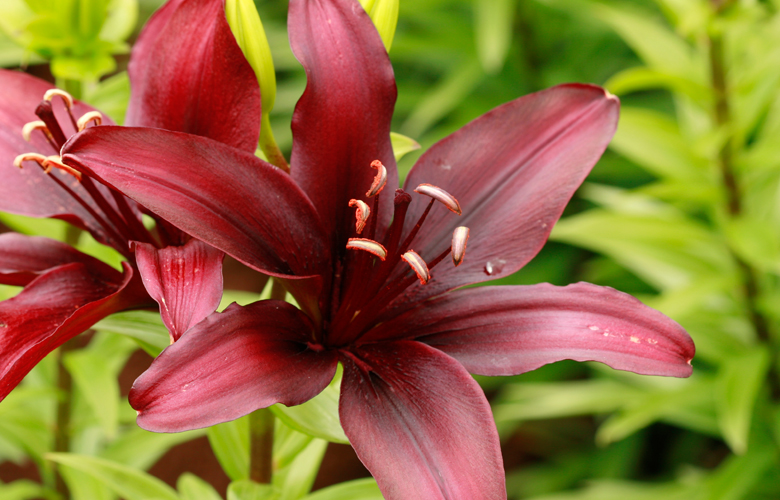 Which lily to choose for your garden? - Tesselaar